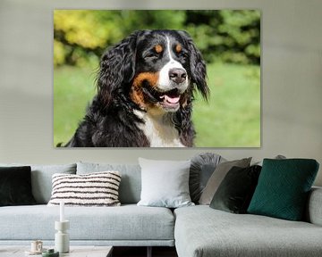 Chien Bernstein (Femelle), Portrait d'animal de compagnie, Photo en gros plan sur Martijn Schrijver