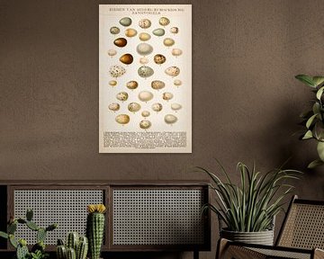 Schoolplate Eggs of Mediterranean Songbirds by Studio Wunderkammer