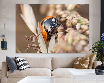 Lieveheersbeestje Foto, Macrofotografie van Dieren van Martijn Schrijver