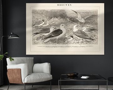 Antique engraving with Seagulls by Studio Wunderkammer