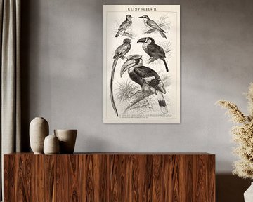 Gravure vintage Oiseaux grimpeurs II sur Studio Wunderkammer