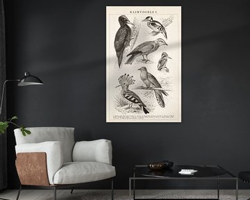 Vintage-Gravur Klettervögel I von Studio Wunderkammer