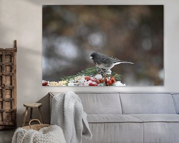 Een junco-vogel bij de tuinvoeder van Claude Laprise