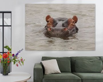 Hippo Peek-a-Boo: Watching with Head Above Water, Wildlife Photography by Martijn Schrijver