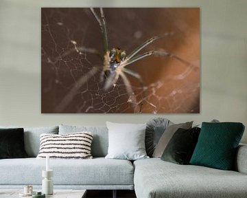 Fascinante photo macro d'une araignée, impression en gros plan de la nature sur Martijn Schrijver