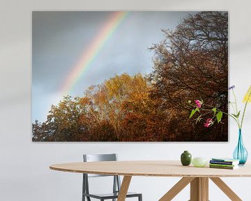 Regenboog in bos