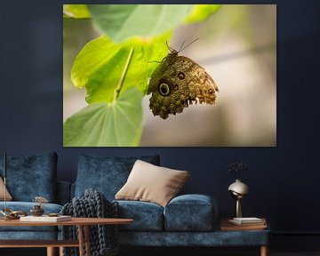 Owl Butterfly on Leaf, Tropical Animal Photography, Nature Photo by Martijn Schrijver