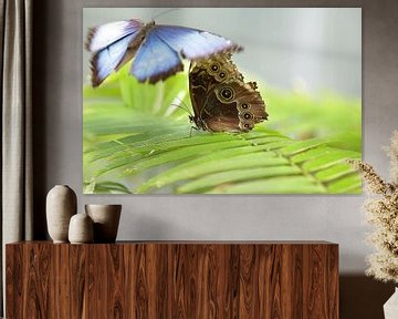 Photo de papillon : Morpho bleu et chouette brune sur Martijn Schrijver