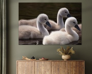 Swan Chick Close-Up: Adorable Photo of Three Swimming Cygnets by Martijn Schrijver
