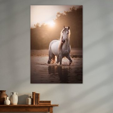 Magischer weißer Hengst | Pferde | Sonnenuntergang