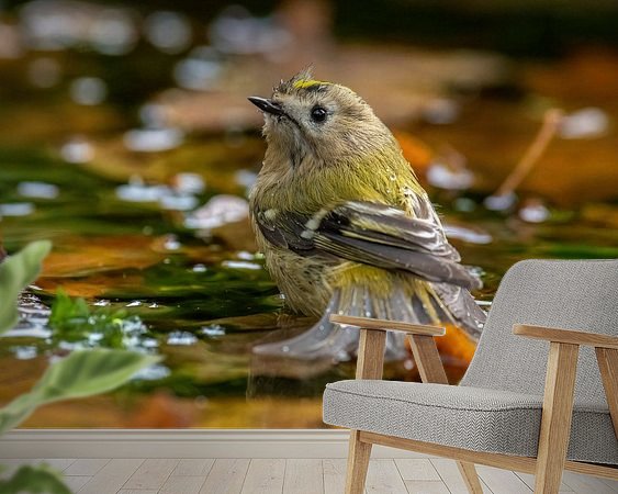 Aperçu de la chambre