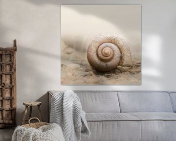 Snail shell. Minimalism. Beige by Alie Ekkelenkamp