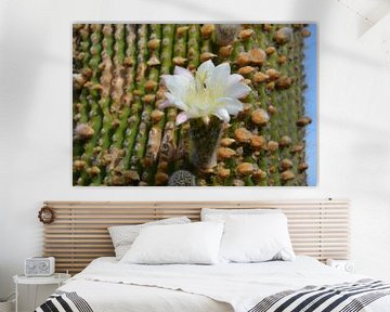 Cactus met witte bloem, Jardin de Cactus Lanzarote van My Footprints