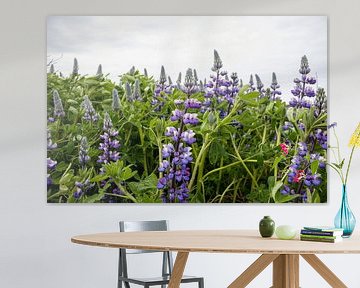 Paarse lupine bloemen in IJsland | Reisfotografie van Kelsey van den Bosch