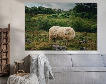 Longhaired Sheep in the wild in Snowdonia / Eryri National Park