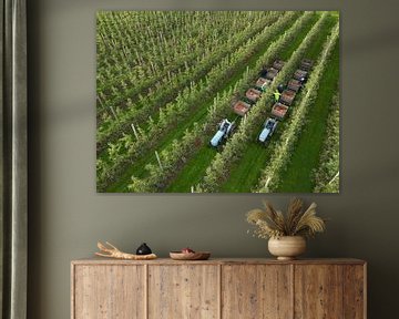 Récolte de pommes dans la Betuwe sur Moetwil en van Dijk - Fotografie