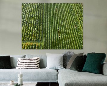 Fruit orchards and the picking train by Moetwil en van Dijk - Fotografie