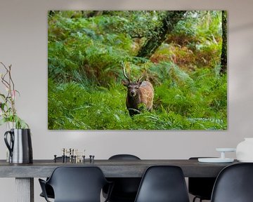 Cerfs dans la forêt en automne sur E Picqtures