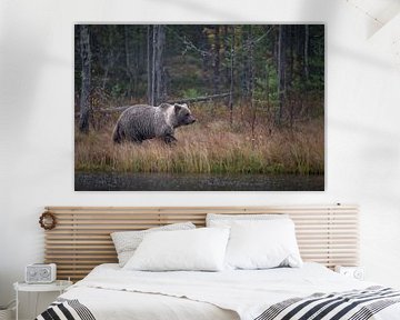 Bear Finland by Ron Frenken