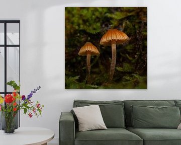 2 mushrooms in the moss by Klaartje Majoor