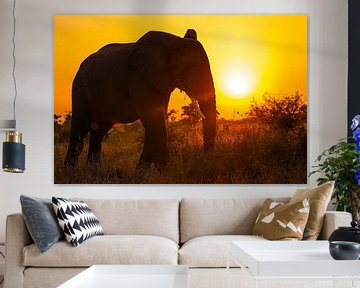 Elephant at sunset, South Africa by W. Woyke