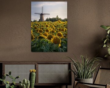 Oisterwijker Mühle mit Sonnenblumen von Robin Gooijers | Fotografie