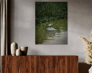The gaze of a caiman by FlashFwd Media