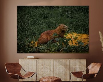 Relaxing capybara by FlashFwd Media