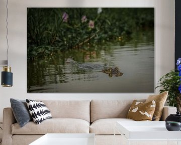 Le crocodile fait un contact visuel, et les jacinthes roses sur FlashFwd Media