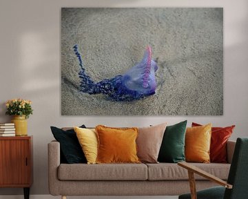 Portuguese man o' war by Frank's Awesome Travels