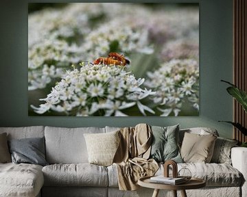 De insectenwereld in beeld van Roland de Zeeuw fotografie