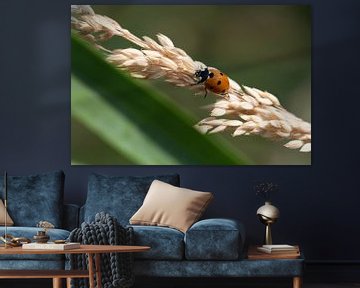 De insectenwereld in beeld van Roland de Zeeuw fotografie