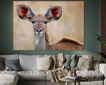 Kudu - Africa wildlife van W. Woyke