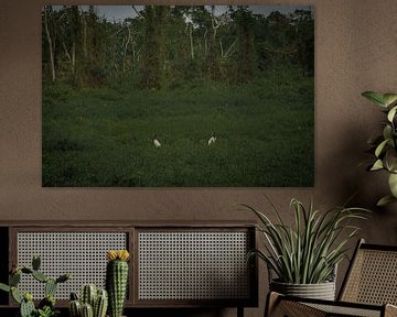 Giant storks in a jungle field by FlashFwd Media