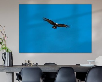 Überfliegender Andenkondor nimmt Blickkontakt auf von FlashFwd Media