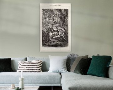 Antique engraving Anakonda by Studio Wunderkammer