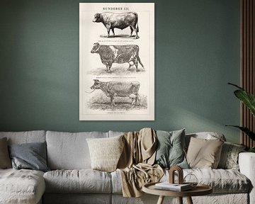 Vintage engraving Cattle III by Studio Wunderkammer