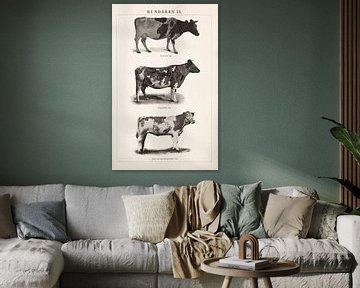 Vintage engraving Cattle II by Studio Wunderkammer