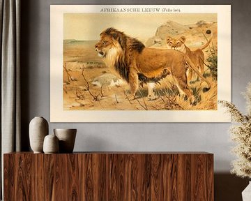 Plaque d'écolier ancienne en couleur Lion d'Afrique sur Studio Wunderkammer