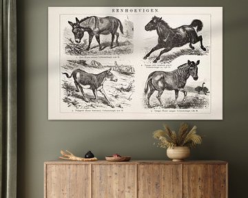 Vintage engraving Solipeds by Studio Wunderkammer