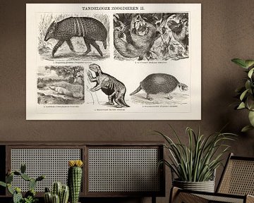 Vintage gravure Tandeloze zoogdieren II van Studio Wunderkammer