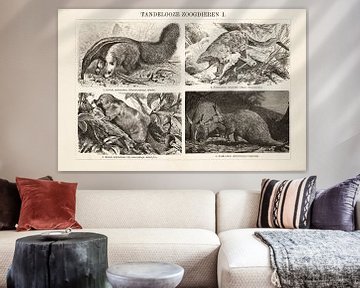 Vintage gravure Tandeloze zoogdieren I van Studio Wunderkammer