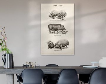 Vintage engraving Pigs II by Studio Wunderkammer