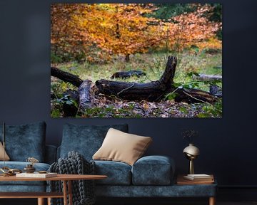 Omgevallen boom vormt het decor van een herfstfoto in het Bergerbos van Bram Lubbers