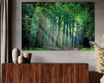 Forest path with sunbeams on the Utrecht Hill Ridge by Sjaak den Breeje