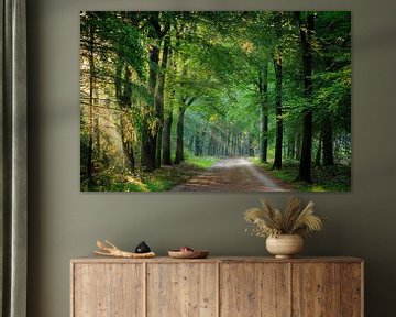 Forest avenue with sun through the woods on the Utrecht Hill Ridge by Sjaak den Breeje