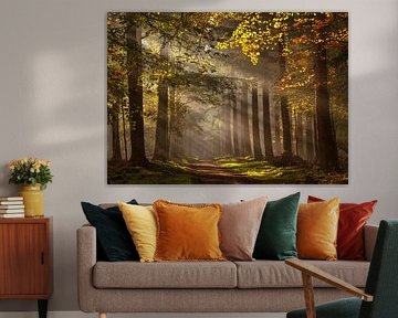 the beautiful Speulder forest by Diana Mulder
