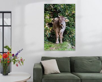 Douce vache dans le pays d'Appenzell sur Leo Schindzielorz