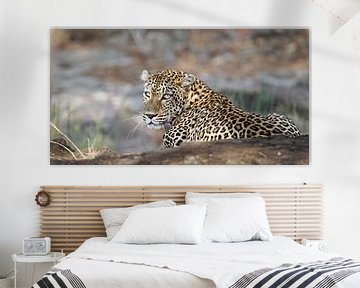 Leopard - Africa wildlife van W. Woyke