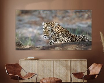 Leopard in Lauerstellung - Afrika wildlife von W. Woyke